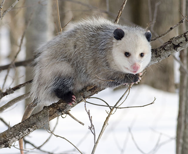 Alabama+opossum+creates+new+traditions