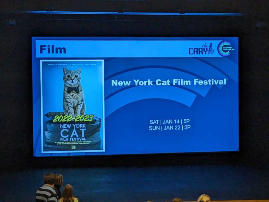 New+York+Cat+Film+Festival+is+purr-fect