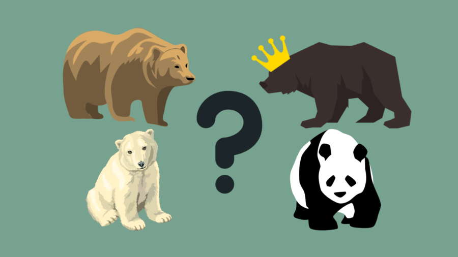 Which bear is truly the best bear?