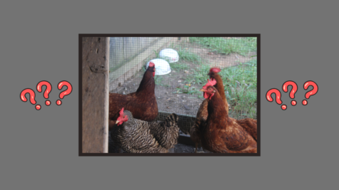 Where are the FVHS chickens now?