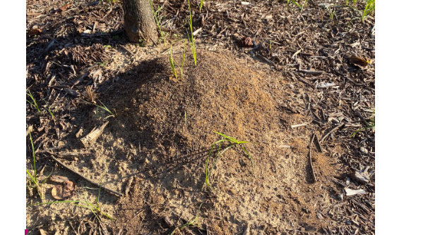 Fire ants are everywhere, invading backyards, sidewalks, and even playgrounds, but are they really that bad?