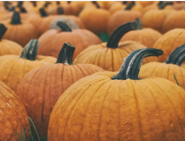 People gear up for a variety of Halloween events. From family pumpkin patches to thrilling haunted houses, there is something to do for all ages this season.