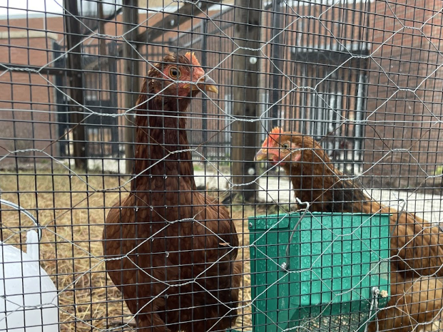 A new pair of chickens at FVHS is getting all the attention