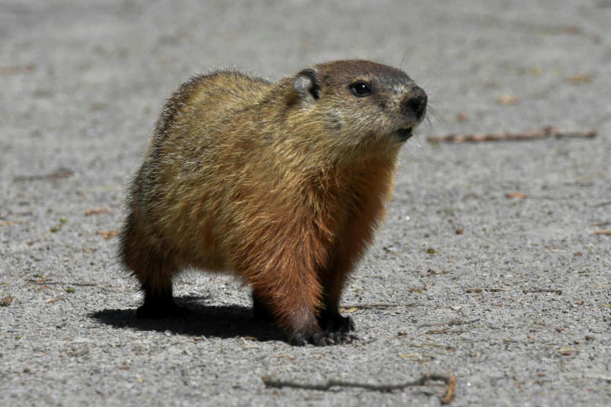 If groundhogs can predict the weather, can anyone who sees their shadow predict the weather?

