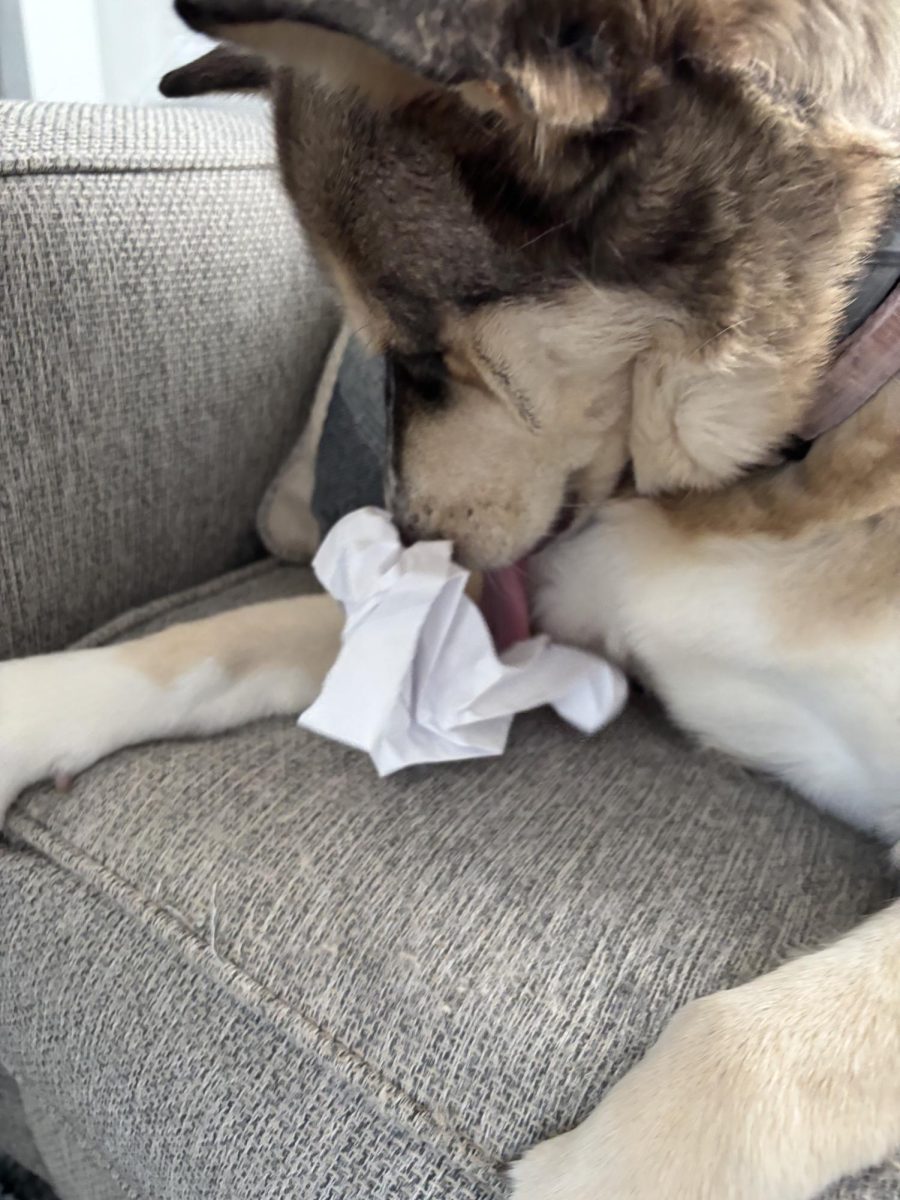 Dog eating owner's homework. 

