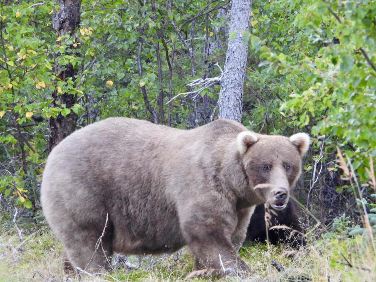 Grazer won the fat bear competition in 2024.