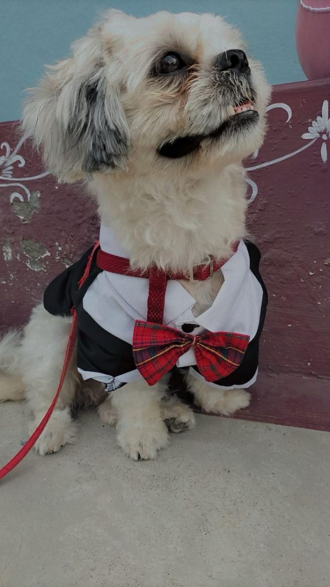 Puppies might test your patience, but they’ll fill your life with love.
