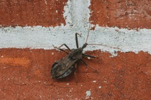 Kissing bug rests on a brick wall.