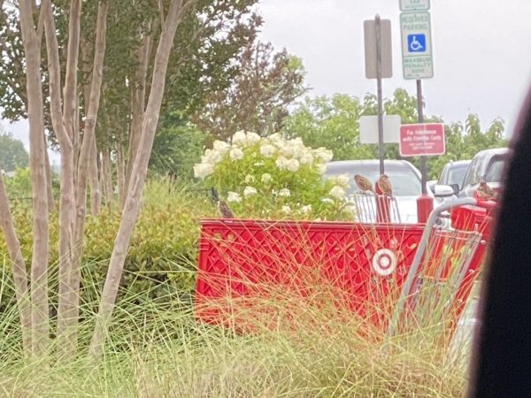 Birds perch on a Target cart outside of the store.