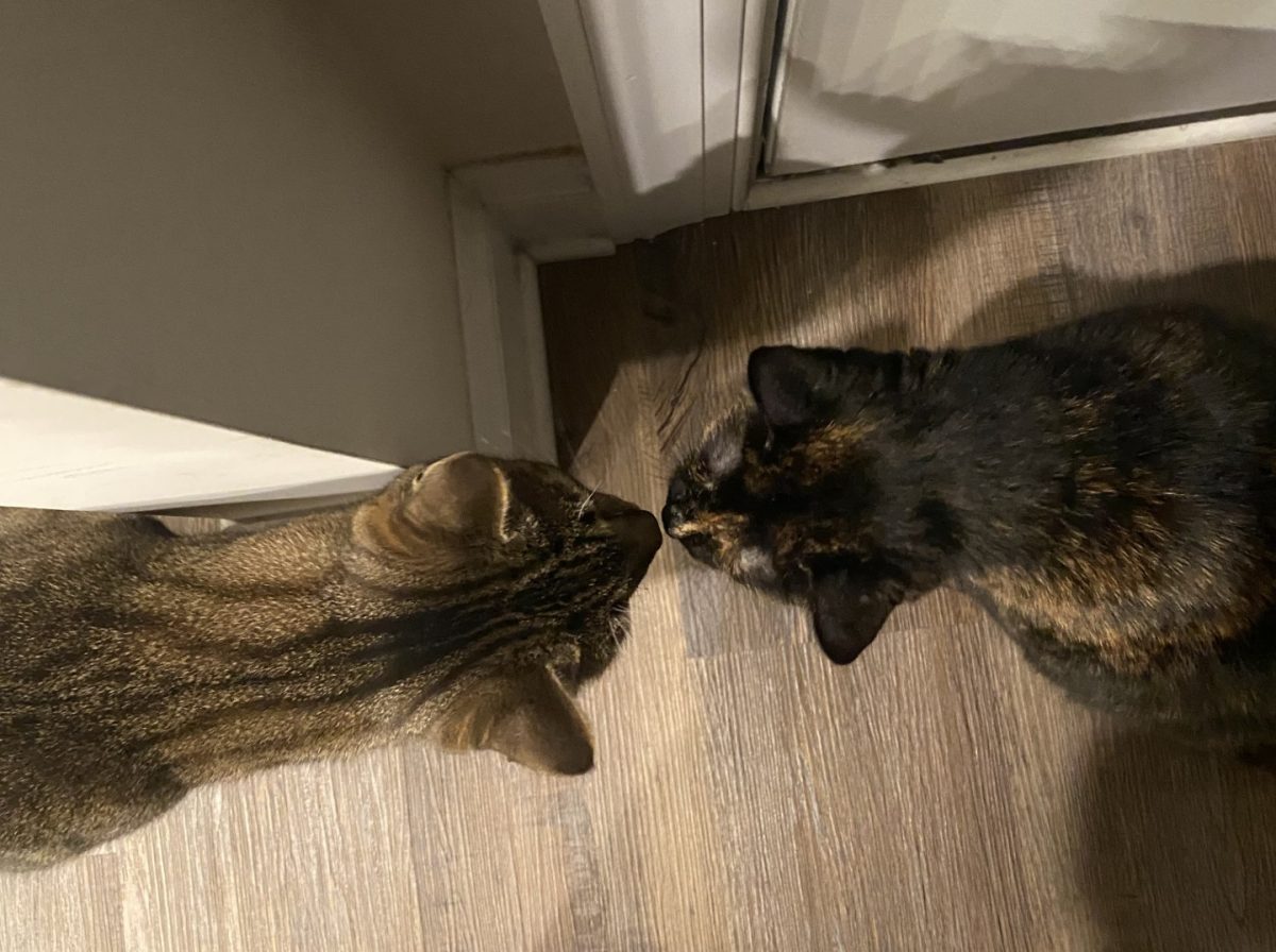 Henry (left) and Lizzie (right) sniffing each other’s noses.