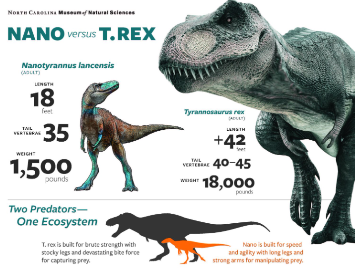This shows the differences between the Nanotyrannus and the T. rex. Graphic made by the North Carolina Museum of Natural Sciences