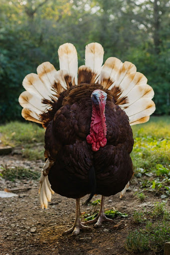 Animal cruelty (especially livestock) is an issue that should be addressed. Photo by Meelika Marzzarella on Unsplash