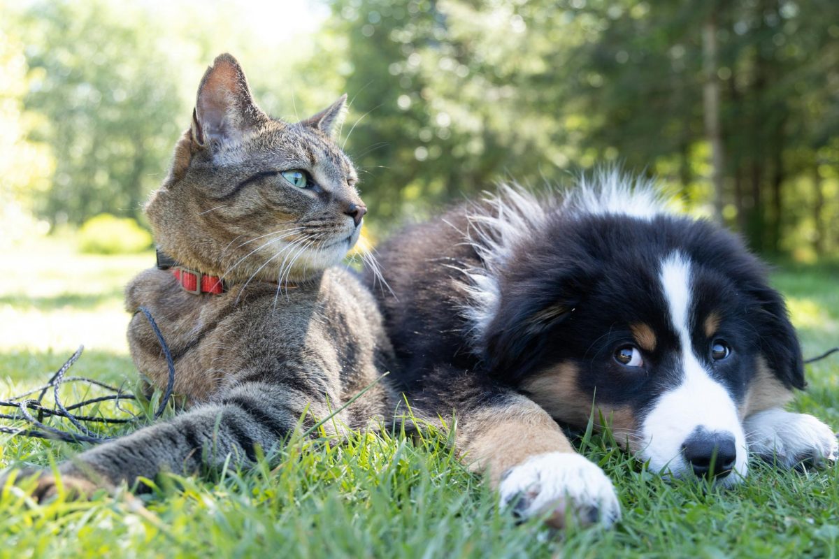 Pets are humans' best friends. Photo by Andrew S on Unsplash