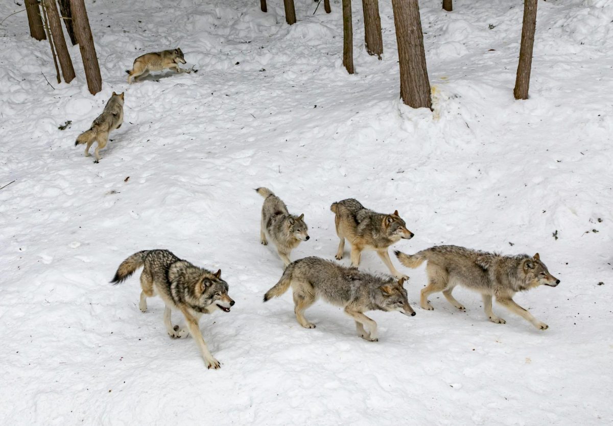 Yellowstone wolves are being brought to the park after being extinct for 50 years. Photo by Eva Blue on Unsplash.