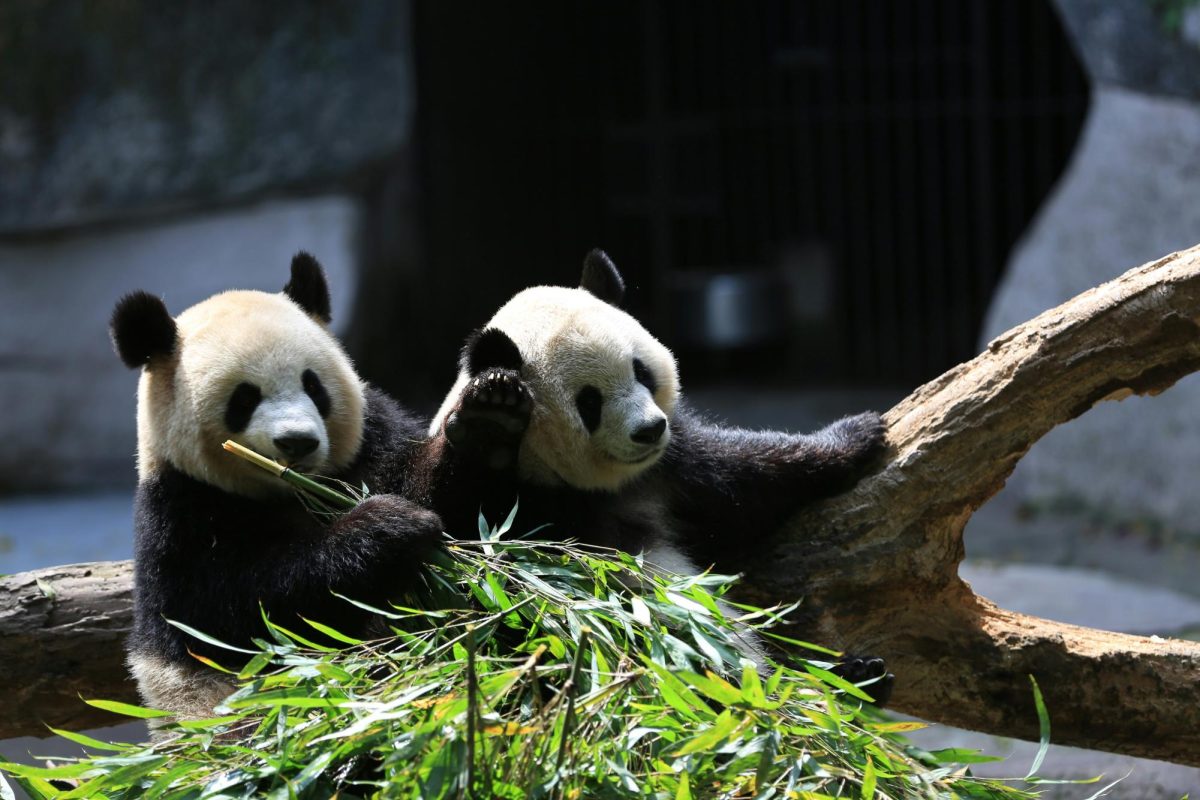 Pandas protect forests by simply surviving. Photo by Stone Wang on Unsplash.