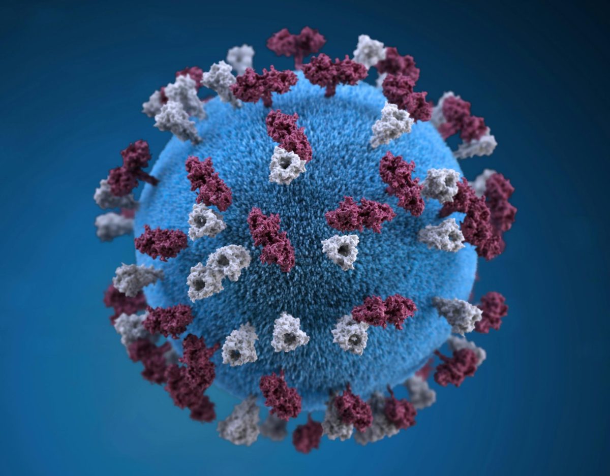Close up of the actual measles virus under a microscope.