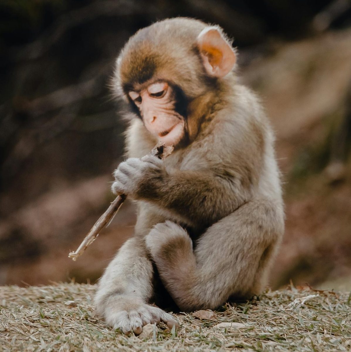Macaques, a type of monkey, are known to be highly intelligent and have human-like actions and relationships.