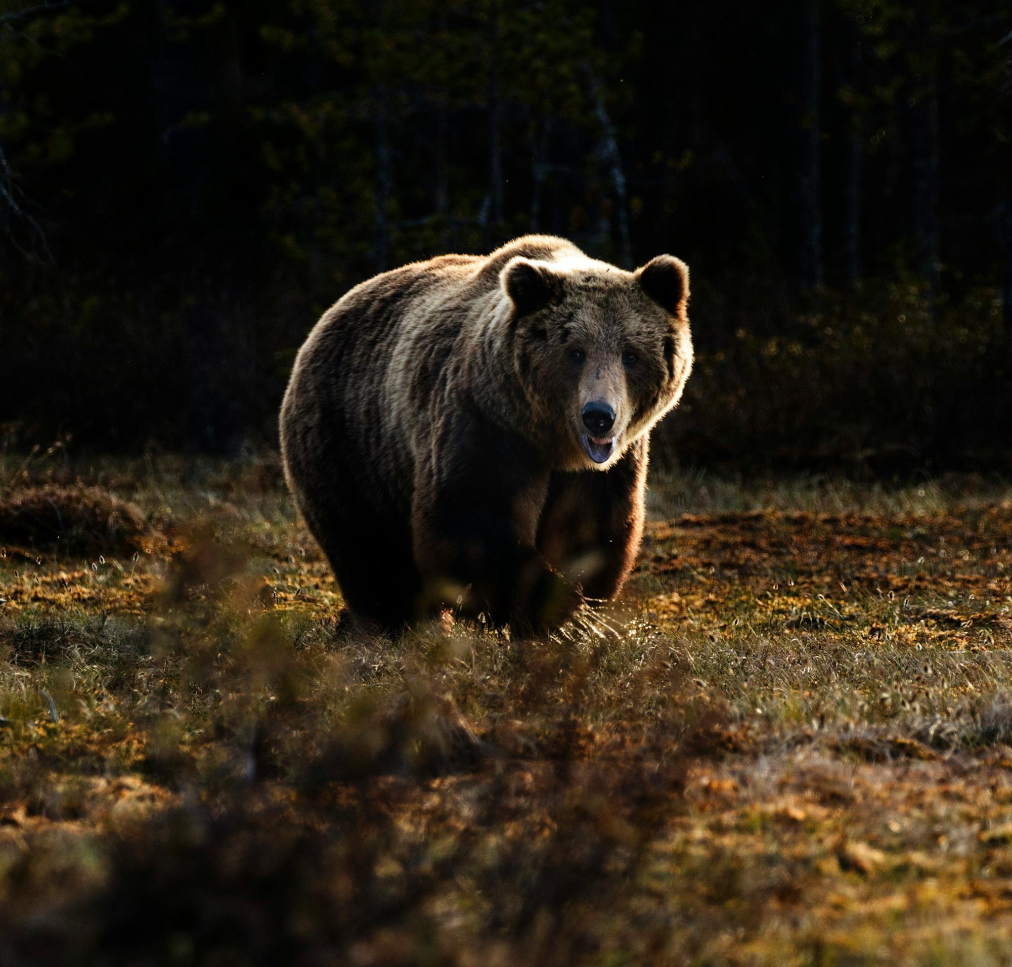 The National Park Service informs people so that people who visit their parks are aware of bears so they can stay safe.