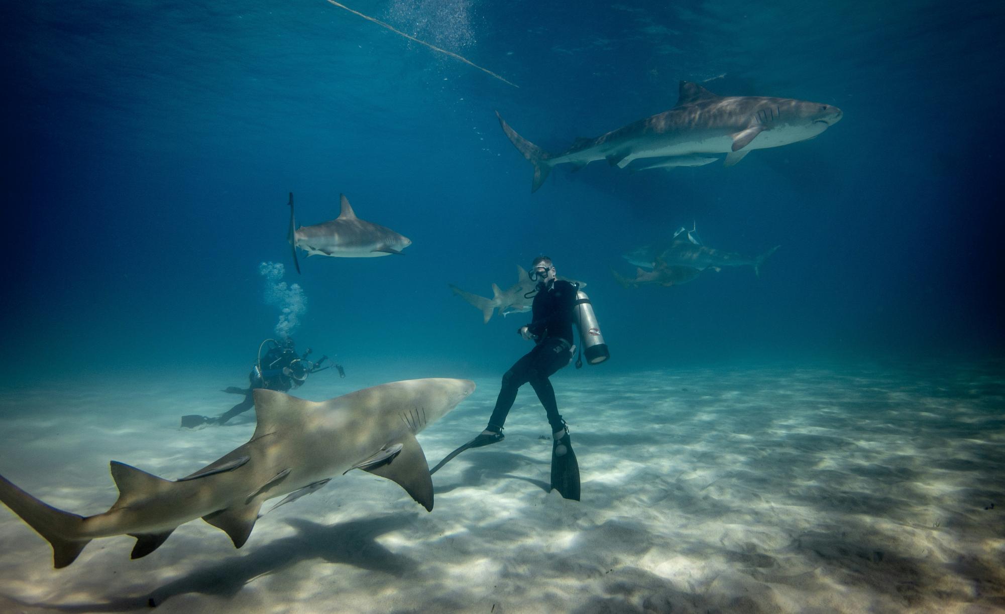Sharks can impact the way humans live.