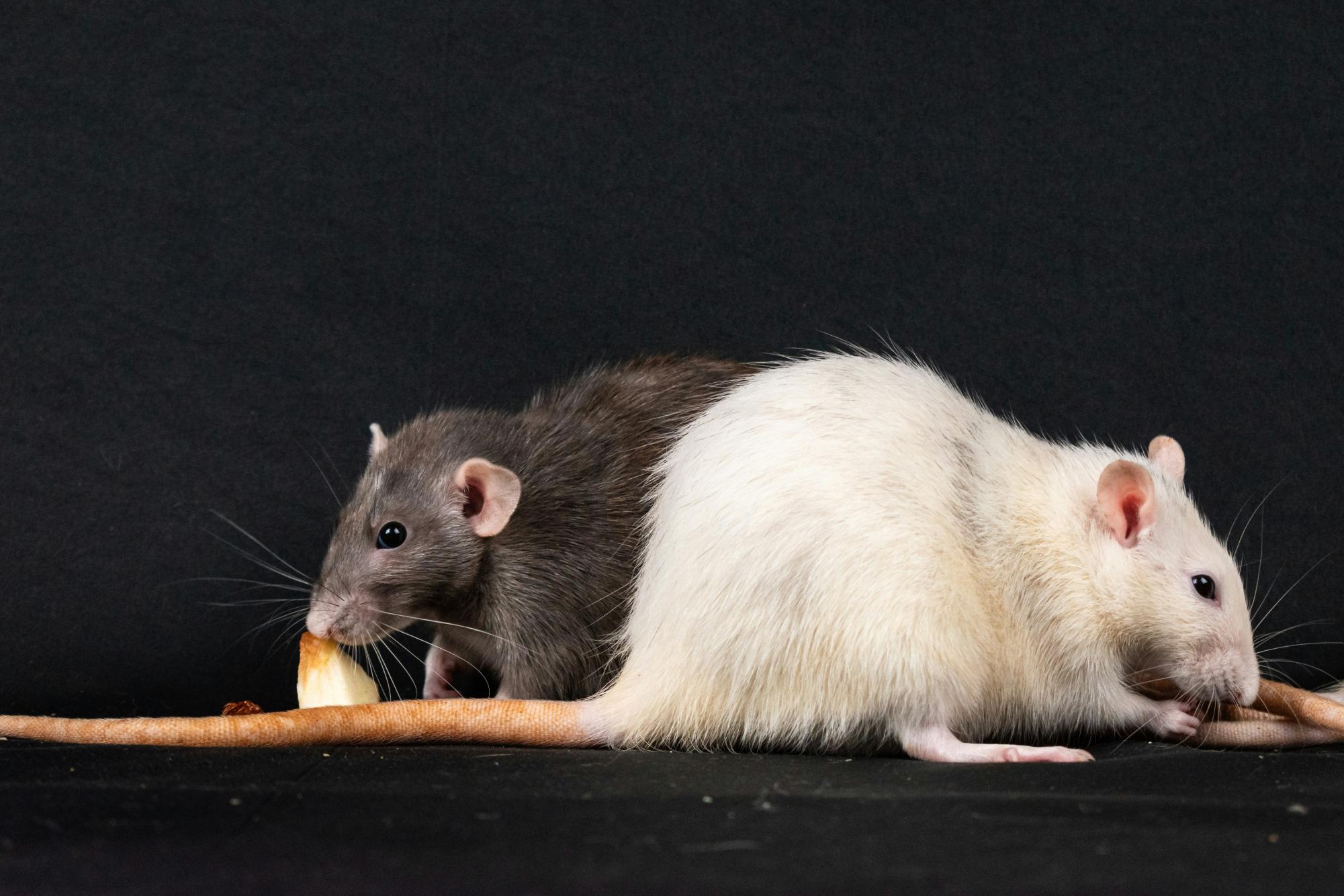 Experts monitor the virus to protect people and prevent mice around the public environment.